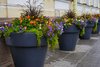 Darf man den Gehweg vor dem Haus mit Blumenkübeln verschönern?